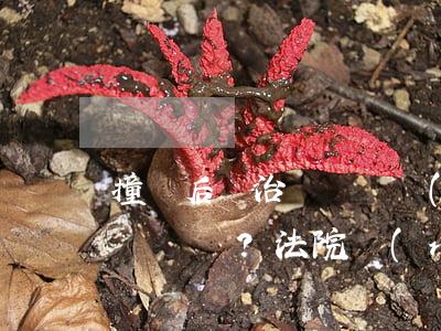 撞車后為治傷離開現(xiàn)場算逃逸？法院認(rèn)定駕駛員無主觀逃逸故意，判保險(xiǎn)公司理賠24.4余萬元